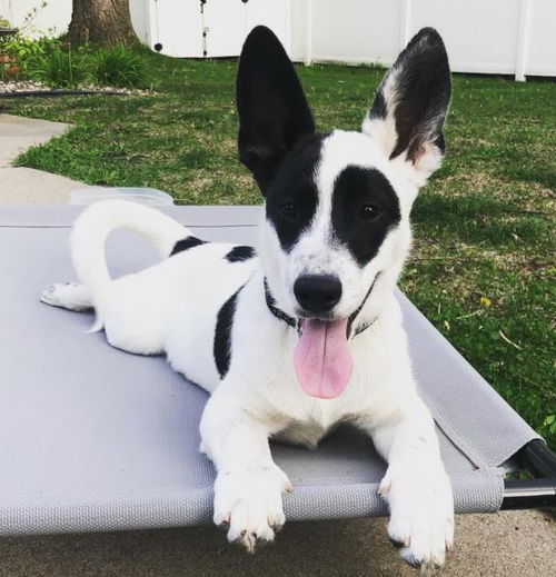 Bandit