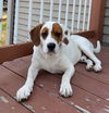 Ringo