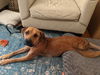 Sadie