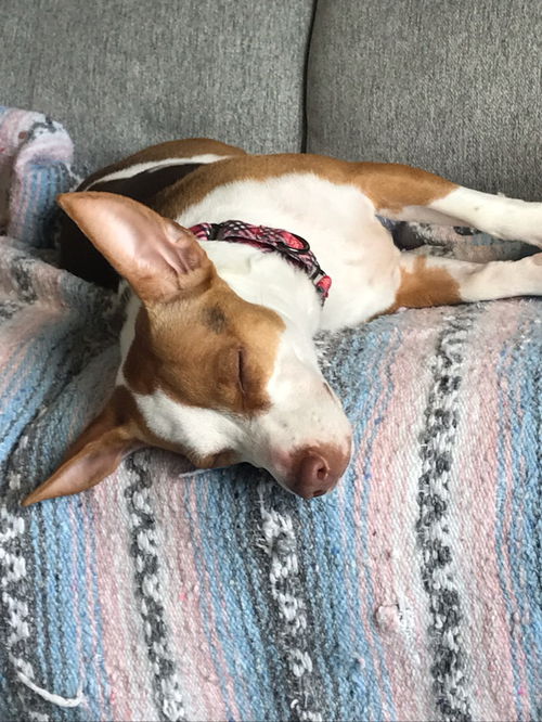 Hazel