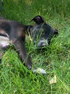 Daisy