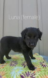 Luna Lovegood
