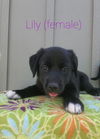 Lily Potter
