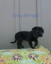 Ginny