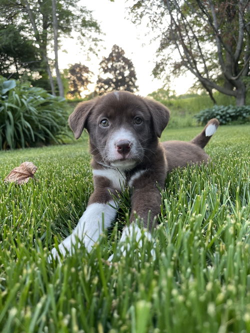 Teddy