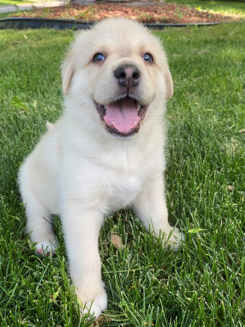 Louie
