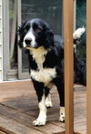 Daisy Doo