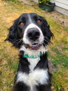 Daisy Doo