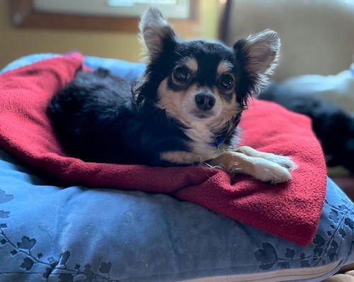 Benny