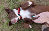 Lila