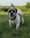 Ollie