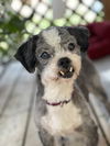 Roscoe