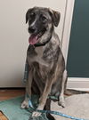 Finn