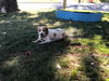 Bessie