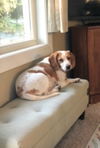 Bessie