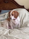 Bessie