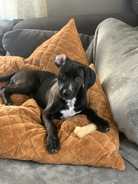 Tia