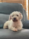 Ricky