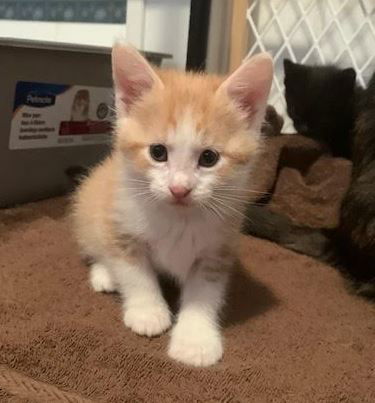Marvin