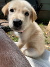 Tilly