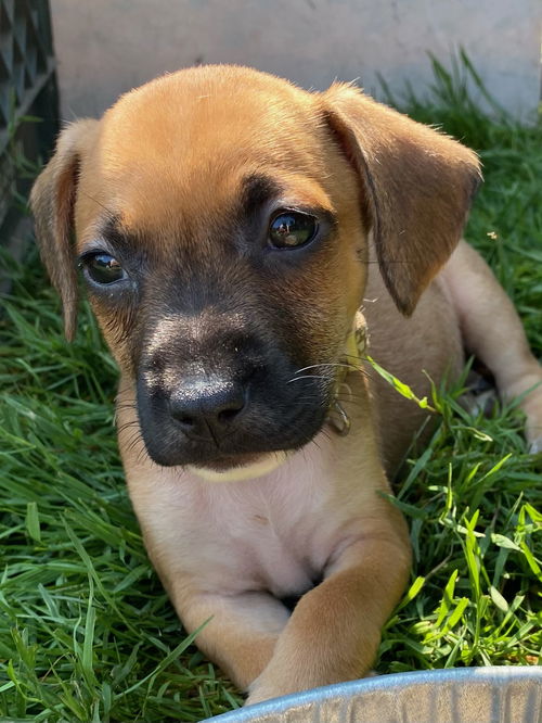 Penelope