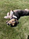 Lucy 2