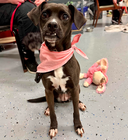 adoptable Dog in Minneapolis, MN named Shocka