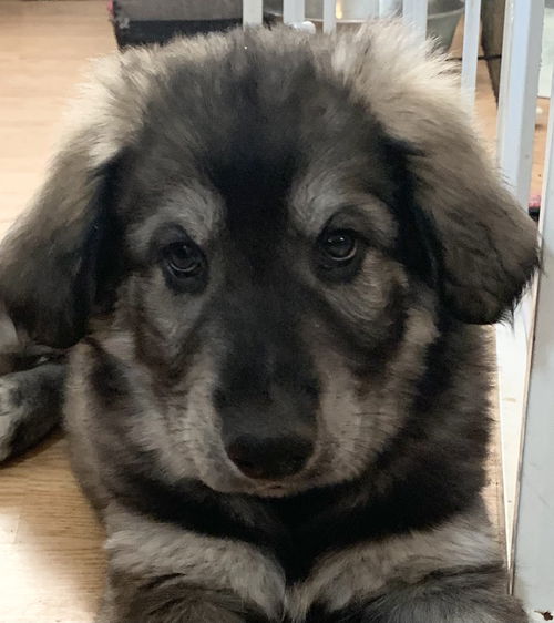 Bear