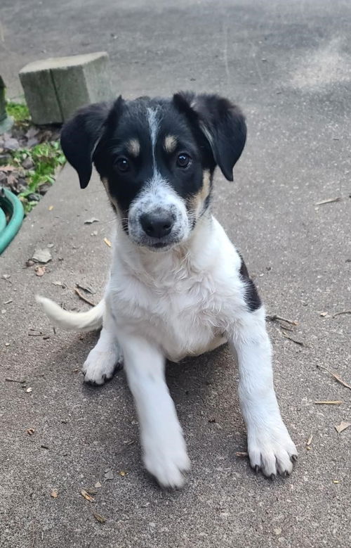 Olaf