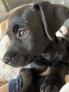 Alfie
