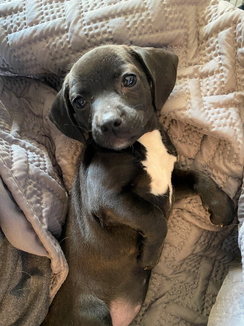 Darla