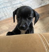 Darla