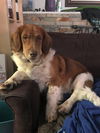 Harvey