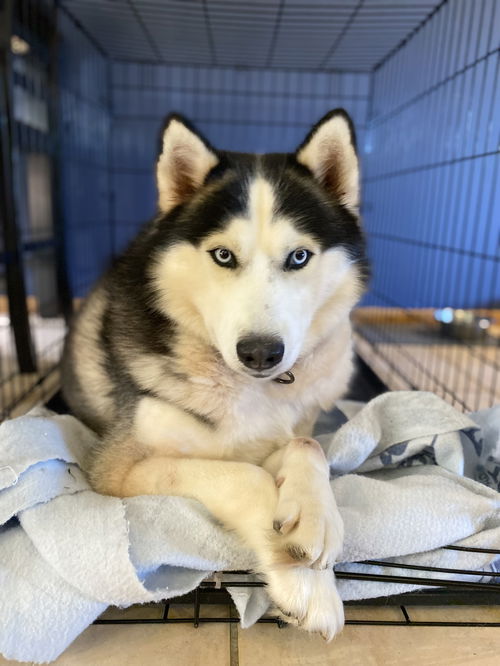 Balto