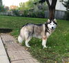 Balto