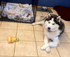 Balto
