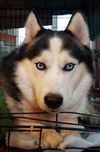 Balto