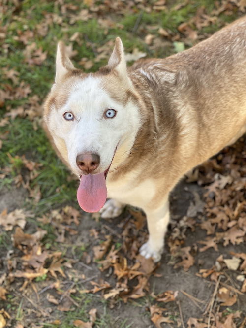 Tundra