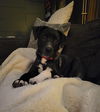 Amelia