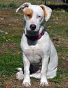Willow
