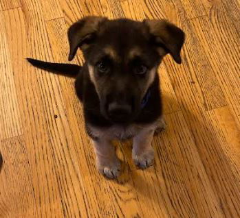 Winston