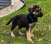 Winston