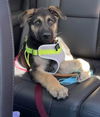 Winston