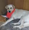Remington