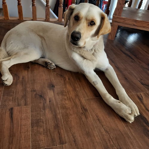 Remington