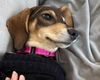 Sadie