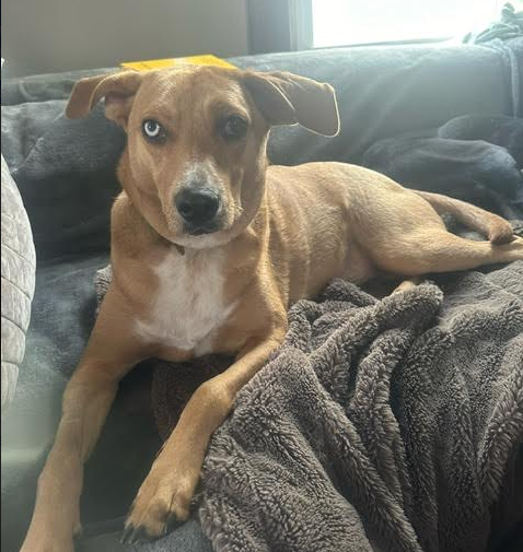 adoptable Dog in Minneapolis, MN named Moses