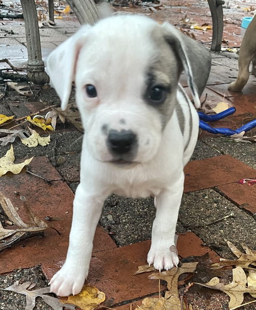 Ralphie
