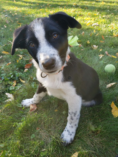 Oreo