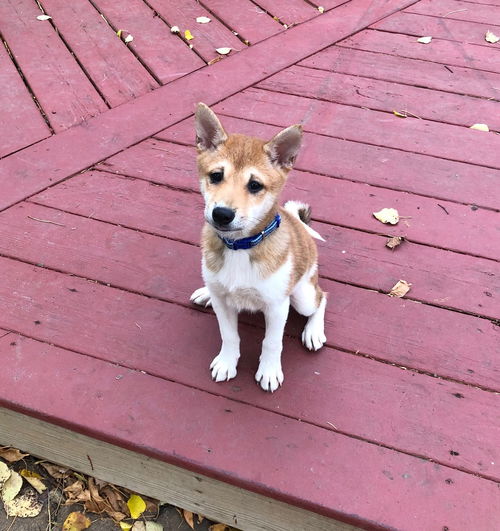 Roo
